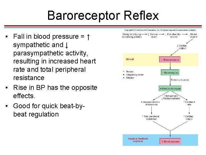 Baroreceptor Reflex • Fall in blood pressure = ↑ sympathetic and ↓ parasympathetic activity,