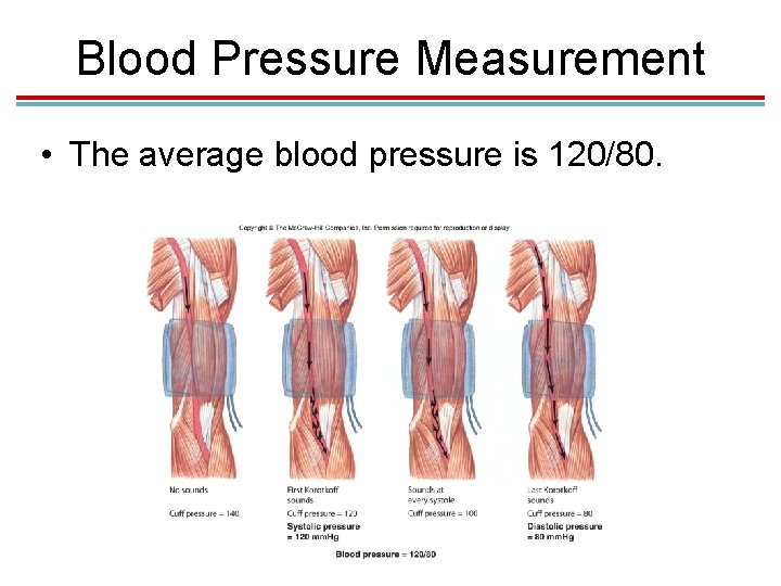 Blood Pressure Measurement • The average blood pressure is 120/80. 