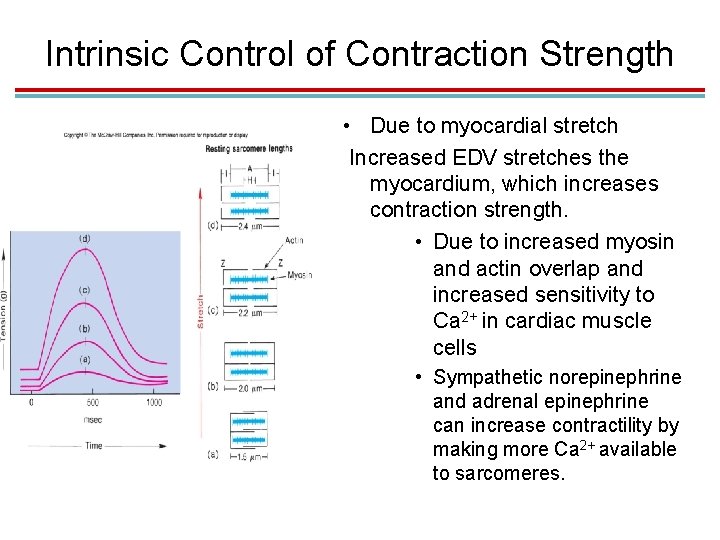Intrinsic Control of Contraction Strength • Due to myocardial stretch Increased EDV stretches the