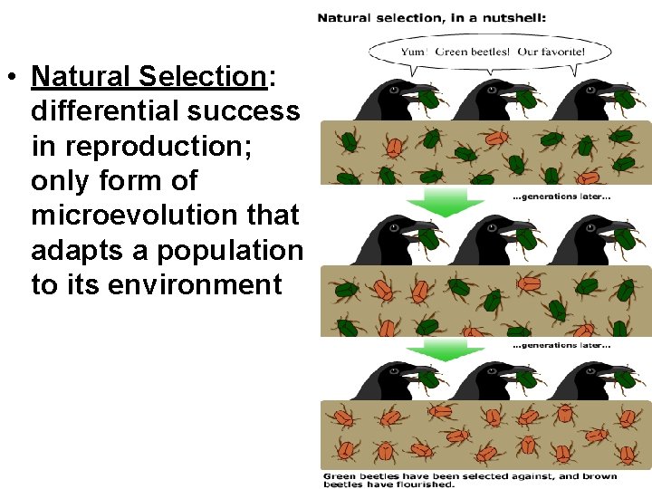  • Natural Selection: differential success in reproduction; only form of microevolution that adapts