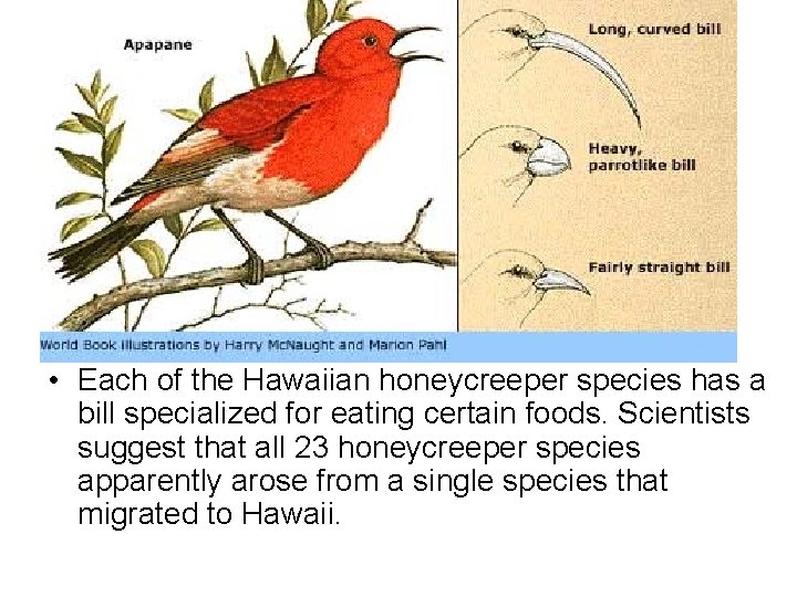  • Each of the Hawaiian honeycreeper species has a bill specialized for eating