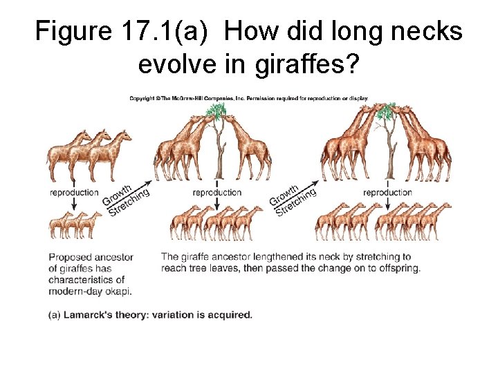 Figure 17. 1(a) How did long necks evolve in giraffes? 