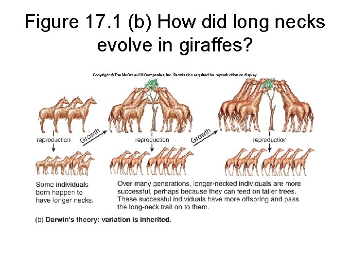 Figure 17. 1 (b) How did long necks evolve in giraffes? 