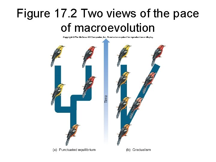 Figure 17. 2 Two views of the pace of macroevolution 