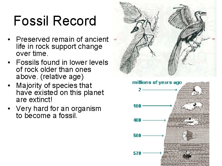 Fossil Record • Preserved remain of ancient life in rock support change over time.