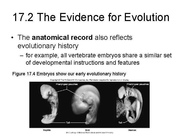 17. 2 The Evidence for Evolution • The anatomical record also reflects evolutionary history