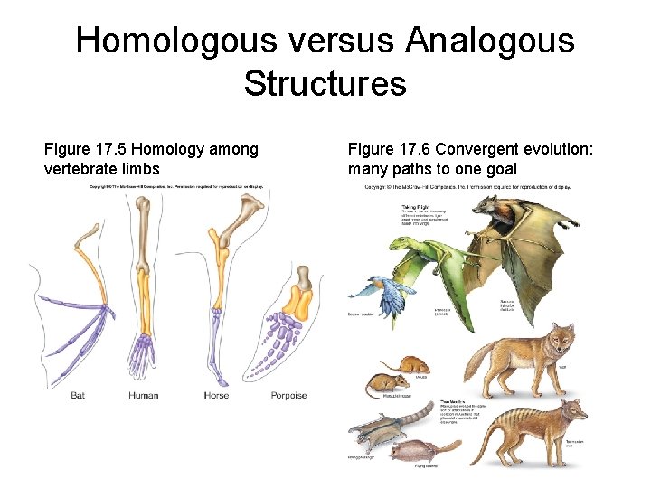 Homologous versus Analogous Structures Figure 17. 5 Homology among vertebrate limbs Figure 17. 6