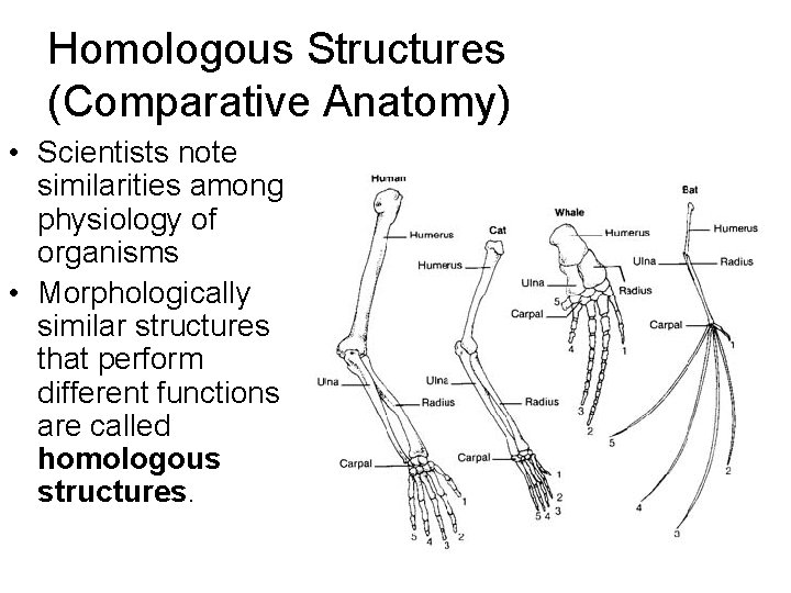 Homologous Structures (Comparative Anatomy) • Scientists note similarities among physiology of organisms • Morphologically