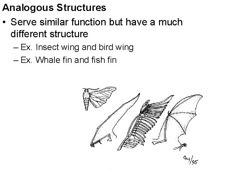 Analogous Structures • Serve similar function but have a much different structure – Ex.