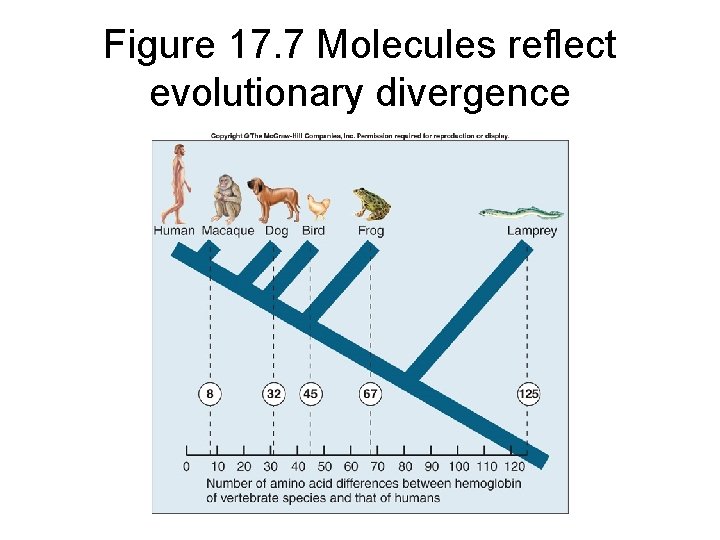 Figure 17. 7 Molecules reflect evolutionary divergence 