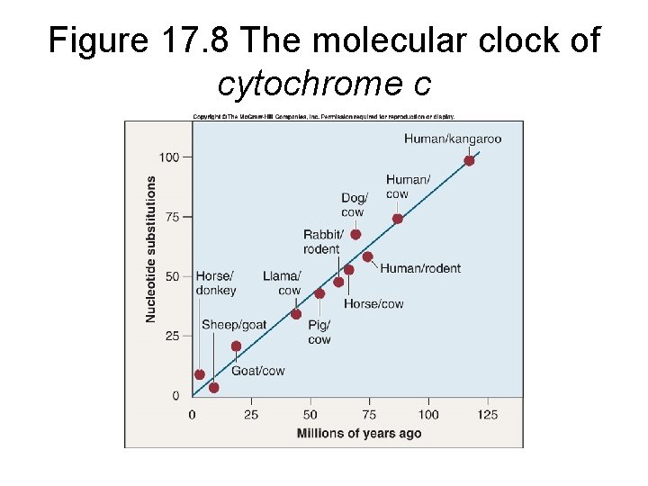 Figure 17. 8 The molecular clock of cytochrome c 