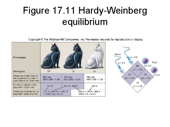 Figure 17. 11 Hardy-Weinberg equilibrium 