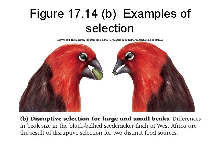 Figure 17. 14 (b) Examples of selection 