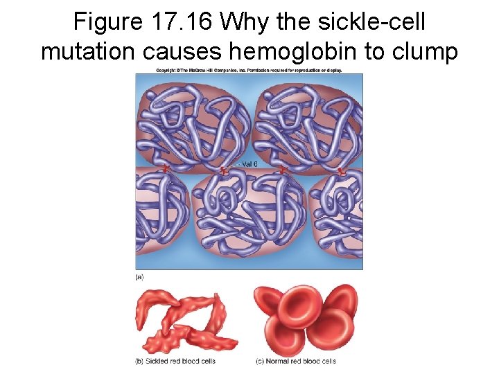 Figure 17. 16 Why the sickle-cell mutation causes hemoglobin to clump 