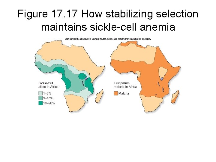 Figure 17. 17 How stabilizing selection maintains sickle-cell anemia 