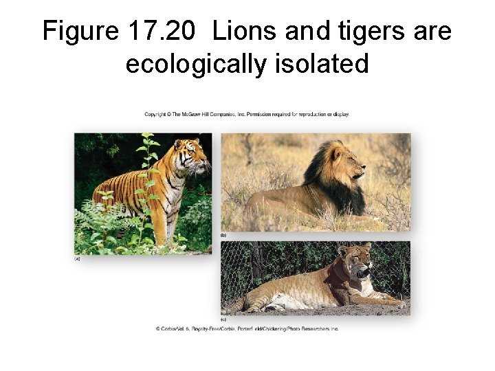 Figure 17. 20 Lions and tigers are ecologically isolated 