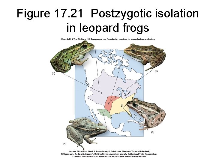 Figure 17. 21 Postzygotic isolation in leopard frogs 