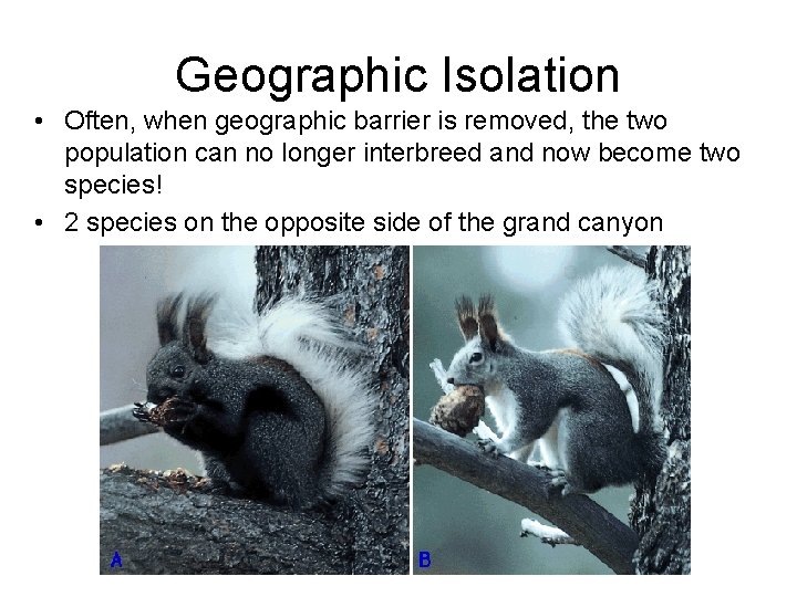 Geographic Isolation • Often, when geographic barrier is removed, the two population can no