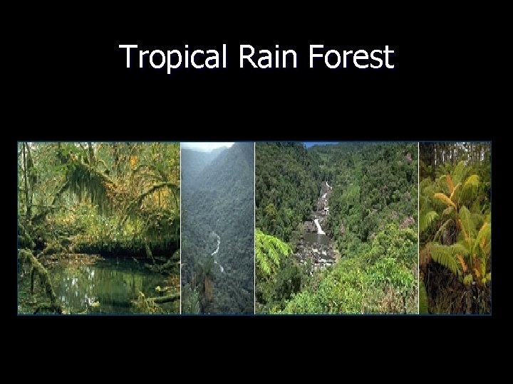 Tropical Rain Forest 