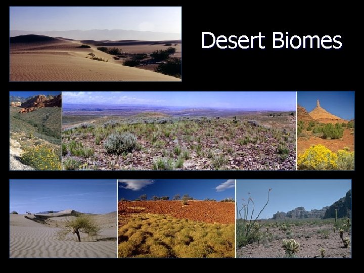 Desert Biomes 