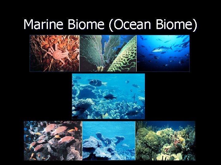 Marine Biome (Ocean Biome) 