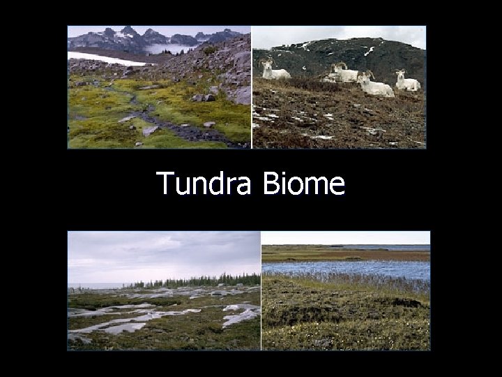 Tundra Biome 