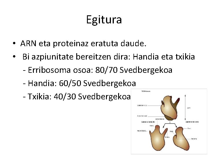 Egitura • ARN eta proteinaz eratuta daude. • Bi azpiunitate bereitzen dira: Handia eta