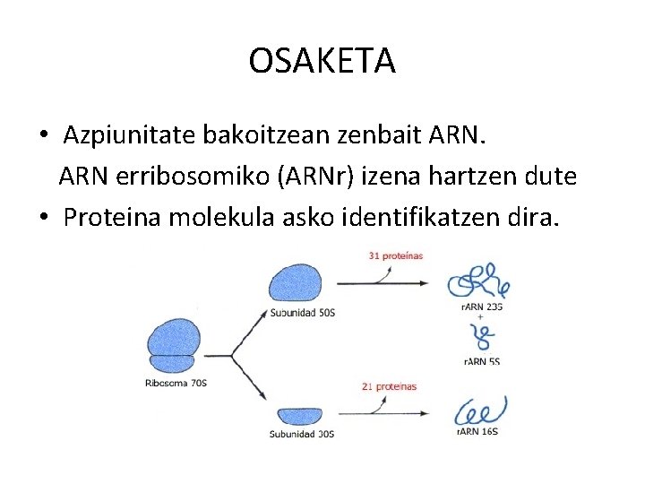 OSAKETA • Azpiunitate bakoitzean zenbait ARN erribosomiko (ARNr) izena hartzen dute • Proteina molekula
