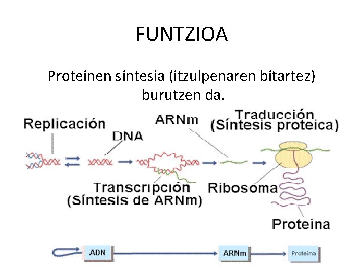 FUNTZIOA Proteinen sintesia (itzulpenaren bitartez) burutzen da. 