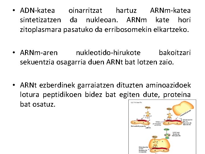  • ADN-katea oinarritzat hartuz ARNm-katea sintetizatzen da nukleoan. ARNm kate hori zitoplasmara pasatuko