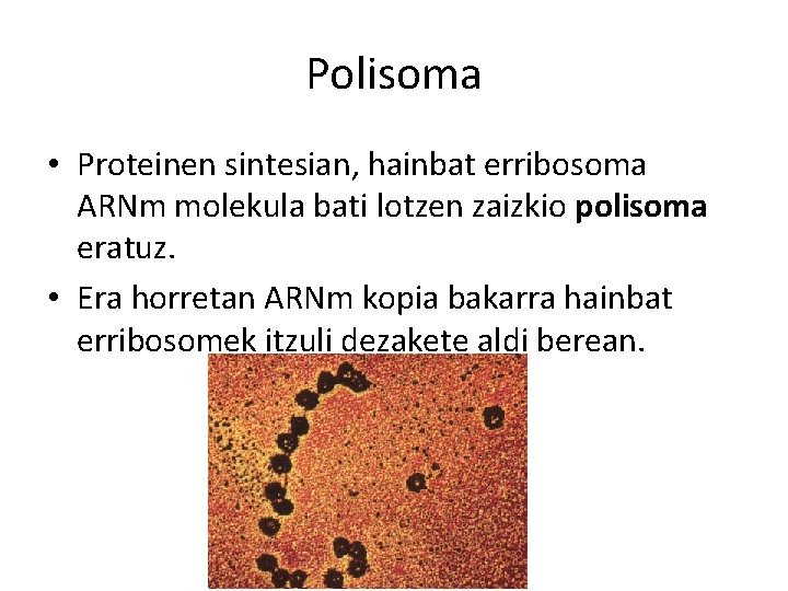 Polisoma • Proteinen sintesian, hainbat erribosoma ARNm molekula bati lotzen zaizkio polisoma eratuz. •