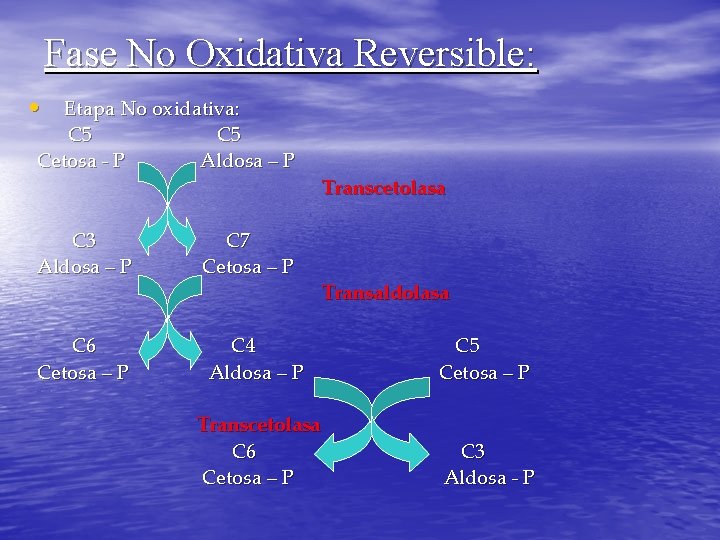 Fase No Oxidativa Reversible: • Etapa No oxidativa: C 5 Cetosa - P C