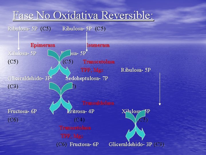 Fase No Oxidativa Reversible: Ribulosa- 5 P (C 5) Epimerasa Xilulosa- 5 P (C