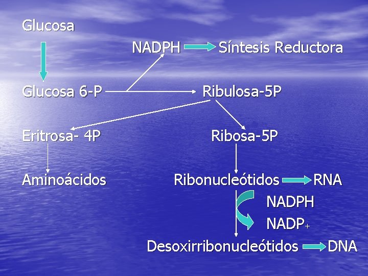 Glucosa NADPH Síntesis Reductora Glucosa 6 -P Ribulosa-5 P Eritrosa- 4 P Ribosa-5 P