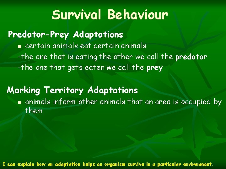 Survival Behaviour Predator-Prey Adaptations certain animals eat certain animals –the one that is eating