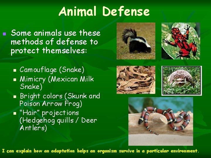 Animal Defense n Some animals use these methods of defense to protect themselves: n