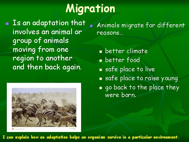 Migration n Is an adaptation that involves an animal or group of animals moving