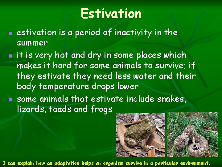 Estivation n estivation is a period of inactivity in the summer it is very