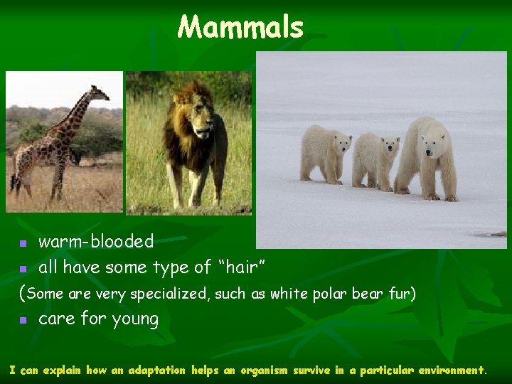 Mammals n n warm-blooded all have some type of “hair” (Some are very specialized,