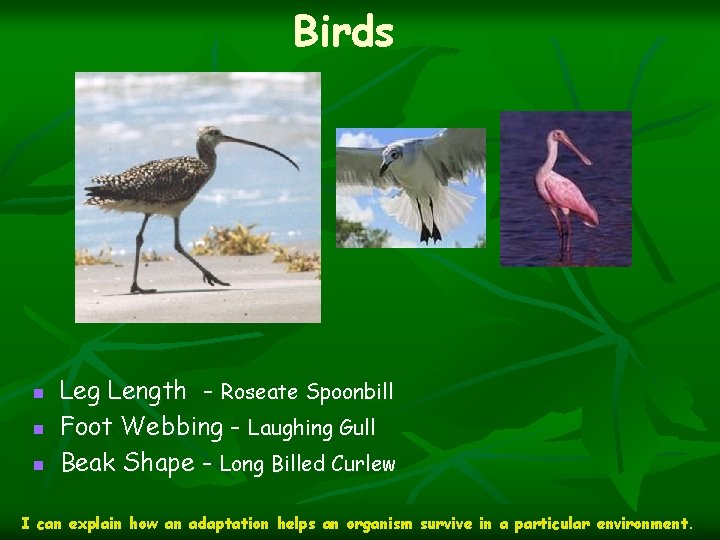 Birds n n n Leg Length - Roseate Spoonbill Foot Webbing - Laughing Gull