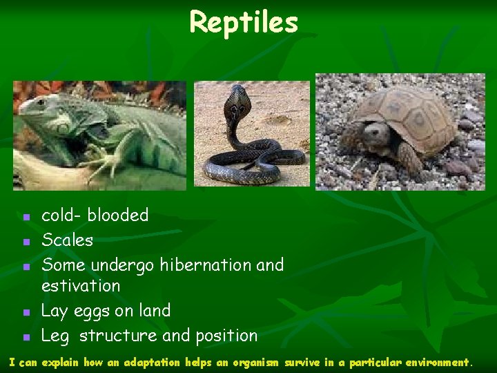 Reptiles n n n cold- blooded Scales Some undergo hibernation and estivation Lay eggs
