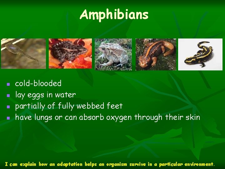 Amphibians n n cold-blooded lay eggs in water partially of fully webbed feet have