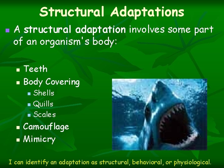 Structural Adaptations n A structural adaptation involves some part of an organism's body: n