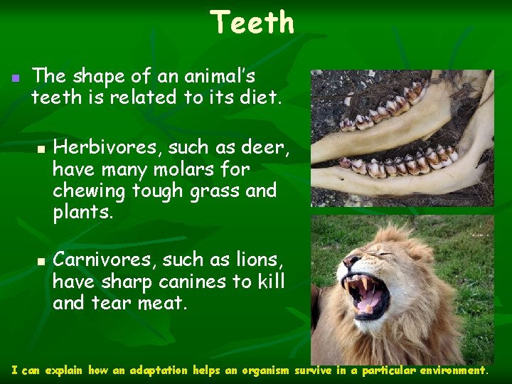 Teeth n The shape of an animal’s teeth is related to its diet. n