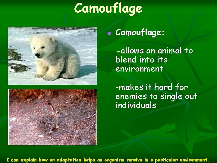 Camouflage n Camouflage: -allows an animal to blend into its environment -makes it hard