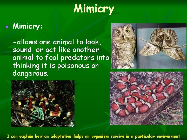 Mimicry n Mimicry: -allows one animal to look, sound, or act like another animal