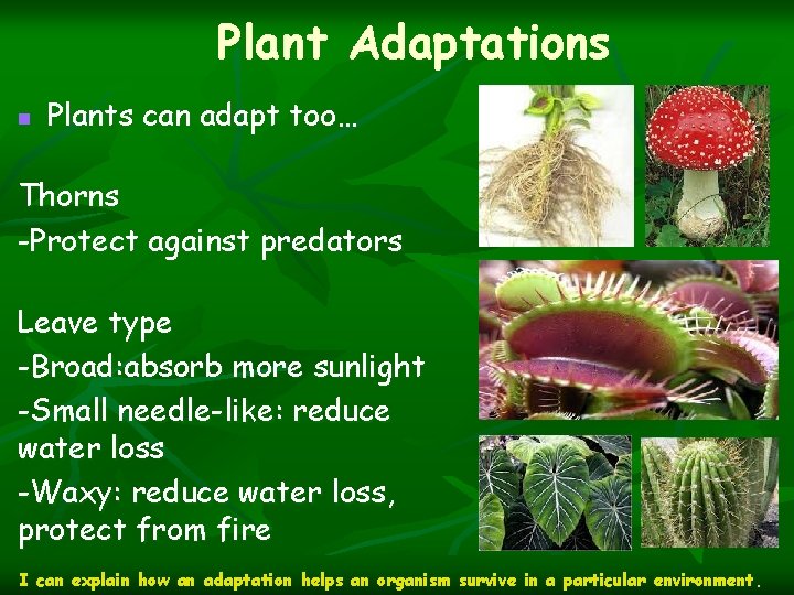 Plant Adaptations n Plants can adapt too… Thorns -Protect against predators Leave type -Broad: