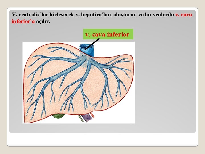 V. centralis’ler birleşerek v. hepatica'ları oluşturur ve bu venlerde v. cava inferior'a açılır. v.