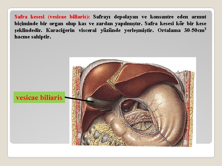 Safra kesesi (vesicae biliaris): Safrayı depolayan ve konsantre eden armut biçiminde bir organ olup