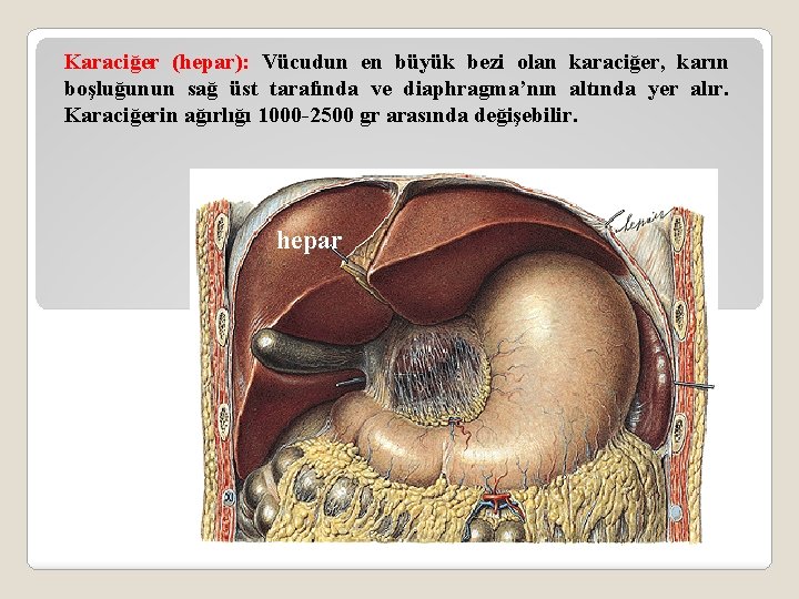 Karaciğer (hepar): Vücudun en büyük bezi olan karaciğer, karın boşluğunun sağ üst tarafında ve